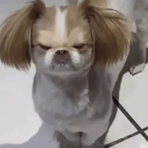 🐶Perritos bonitos pt.2🐶 10