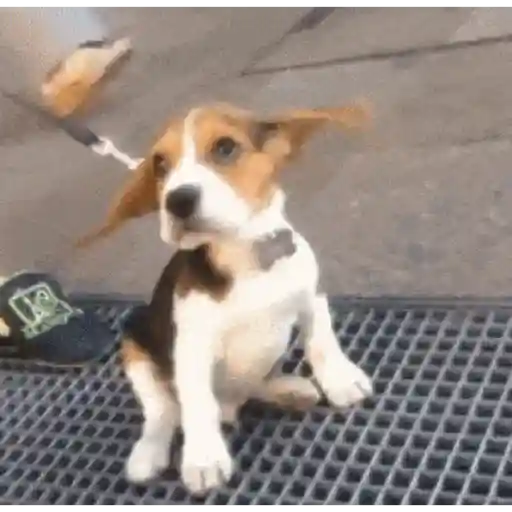 🐶Perritos bonitos pt.2🐶 7