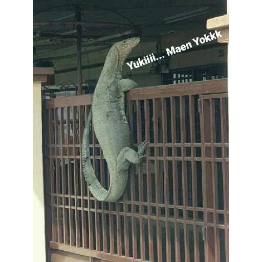 Sabar 16