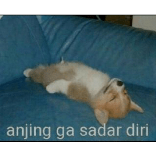 Apa aja 13