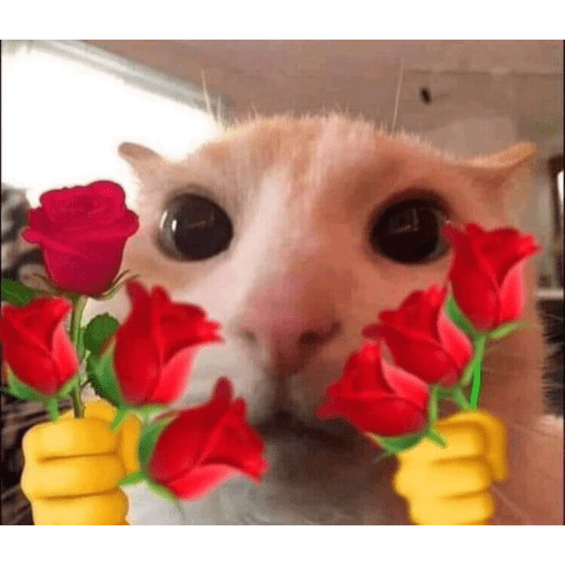 I love cats 10