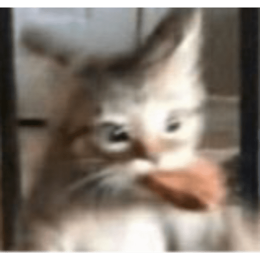 I love cats 14
