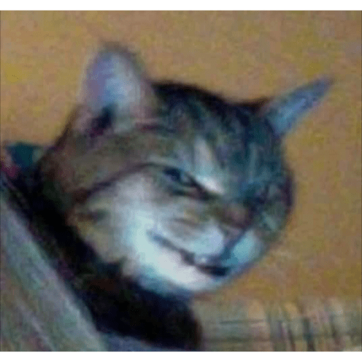 I love cats 29
