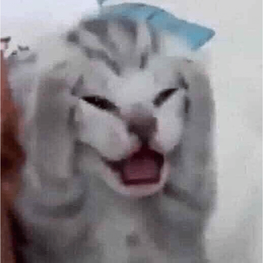 I love cats 22