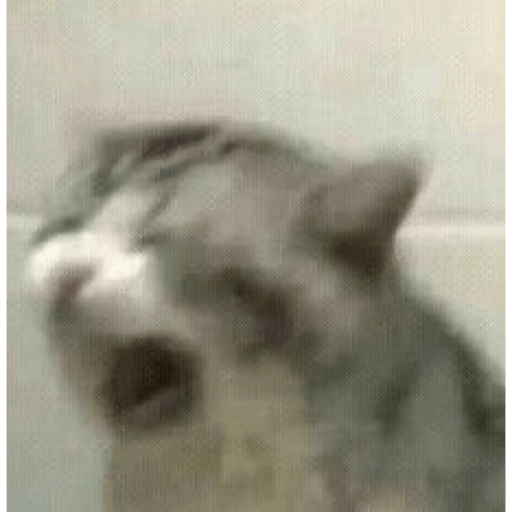 I love cats 24