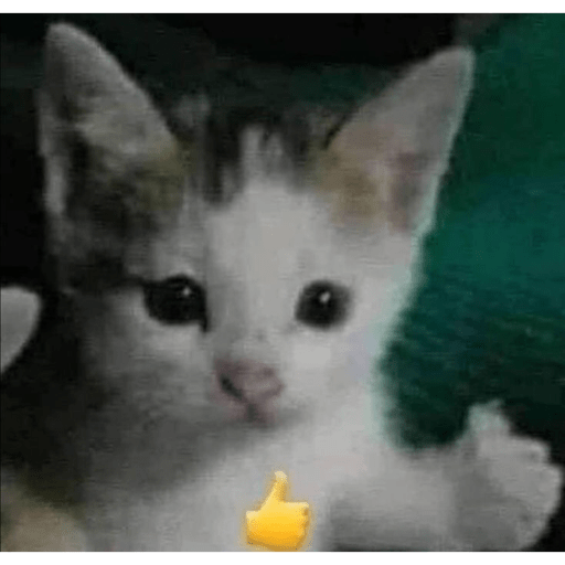 I love cats 11