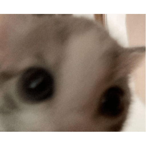 I love cats 26