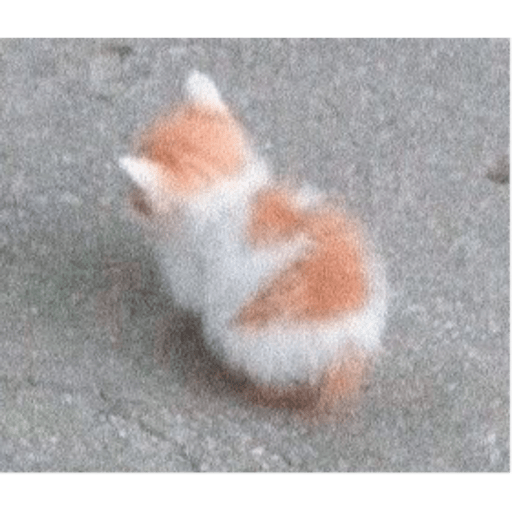 I love cats 20