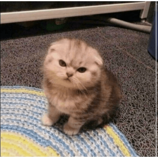 I love cats 3