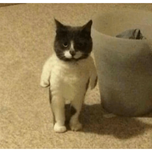 I love cats 2