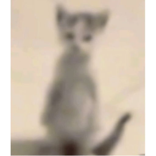 I love cats 25