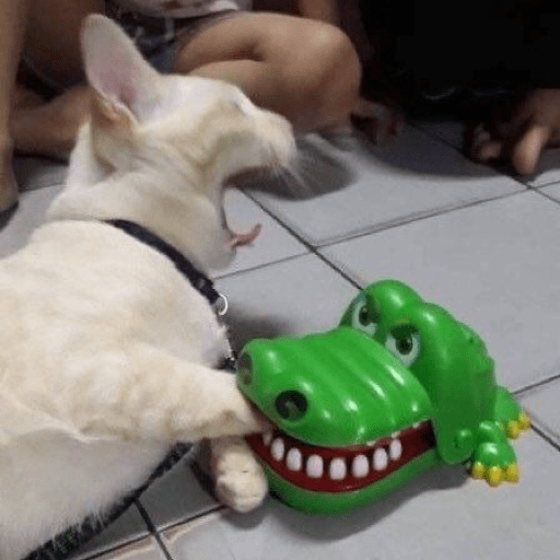I love cats 16