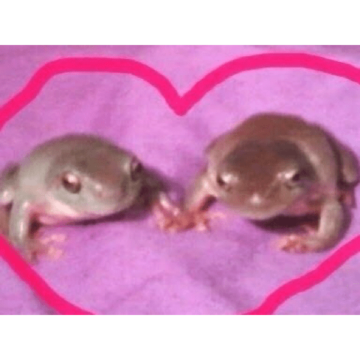 I love cats 15