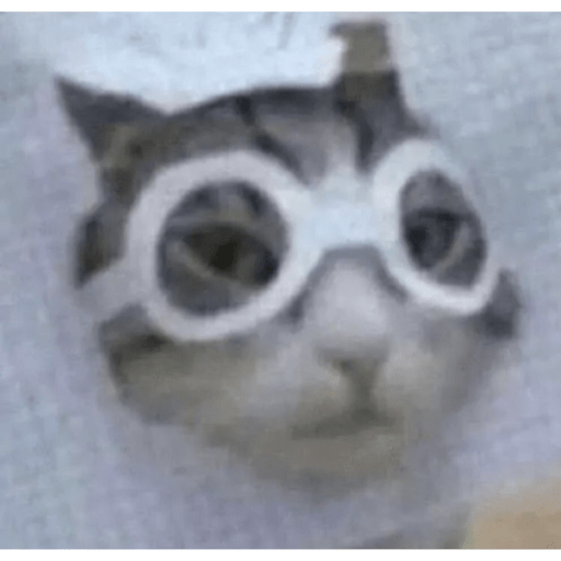 I love cats 8