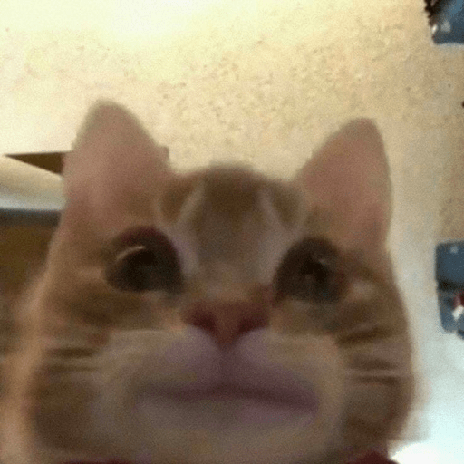 I love cats 9