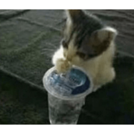 I love cats 12