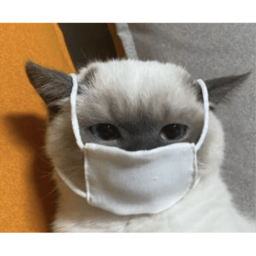 I love cats 21