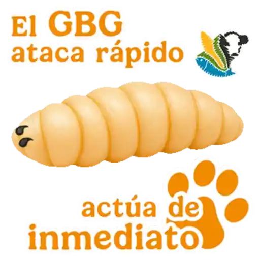 GBG MASCOTAS  4
