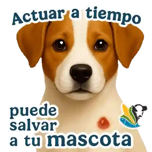 GBG MASCOTAS  6