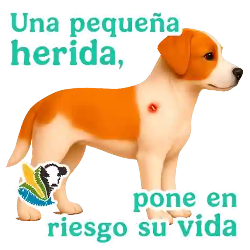 GBG MASCOTAS  2