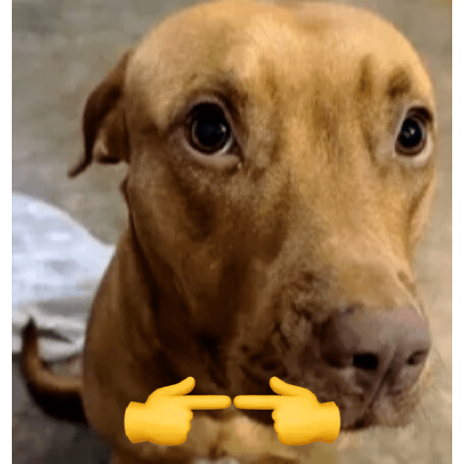Memes de Perritos ੯‧̀͡⬮ 11