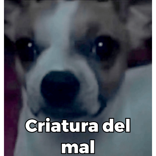 Memes de Perritos ੯‧̀͡⬮ 10