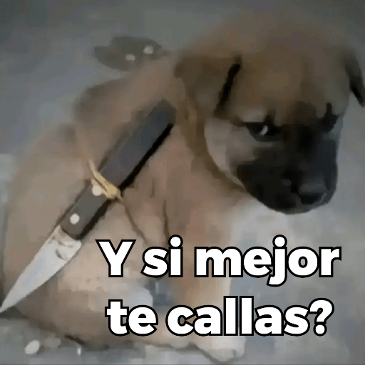 Memes de Perritos ੯‧̀͡⬮ 8