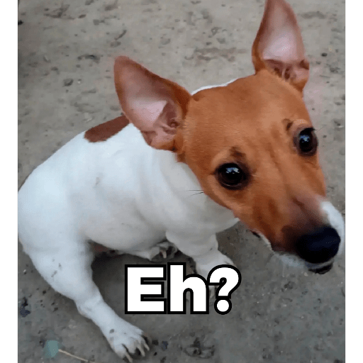 Memes de Perritos ੯‧̀͡⬮ 6