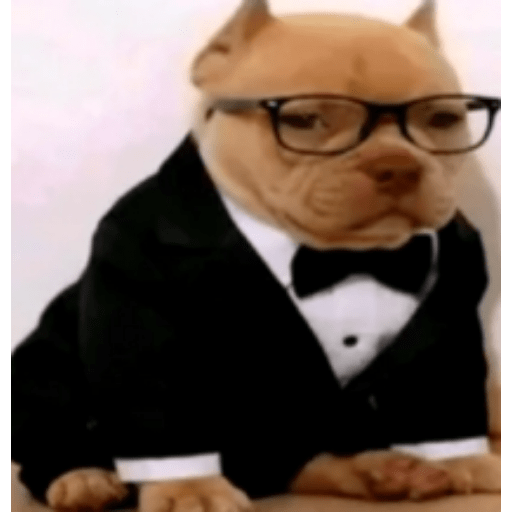 Memes de Perritos ੯‧̀͡⬮ 5