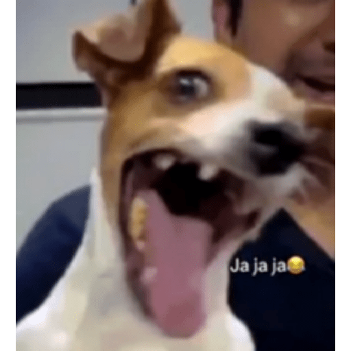 Memes de Perritos ੯‧̀͡⬮ 3