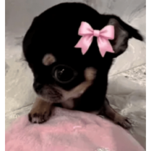 Memes de Perritos ੯‧̀͡⬮ 2