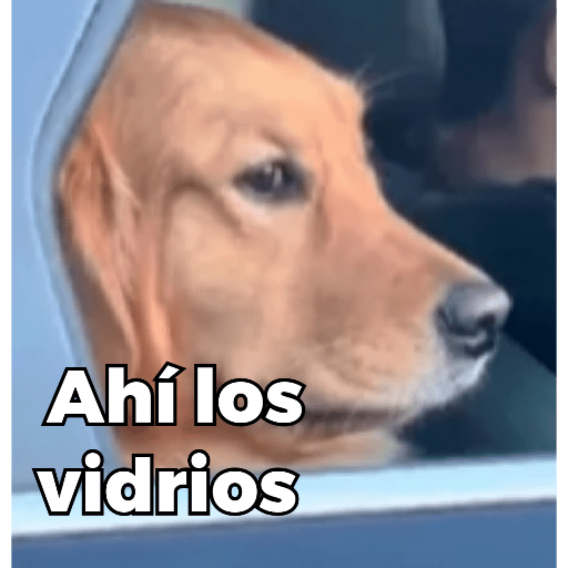 Memes de Perritos ੯‧̀͡⬮ 1