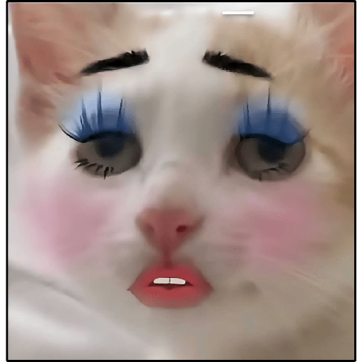 Bloque de Memes/TikTok🤣