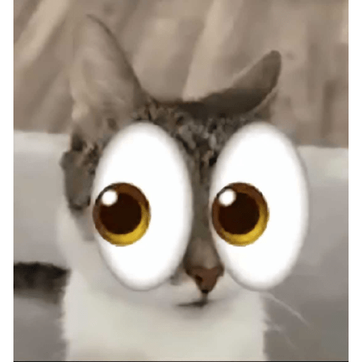 TikTok Memes 🤣 10