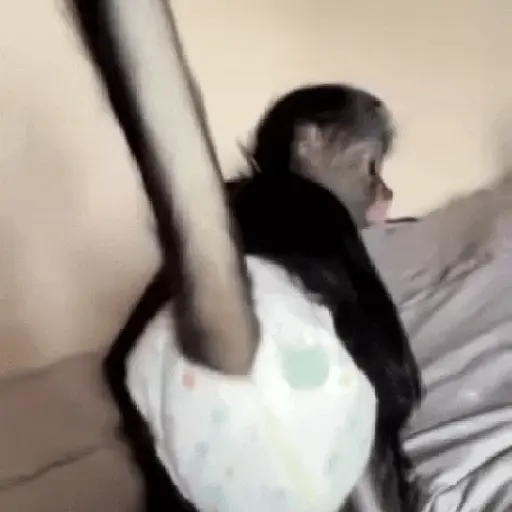 Monos Loquillos~🐒😂