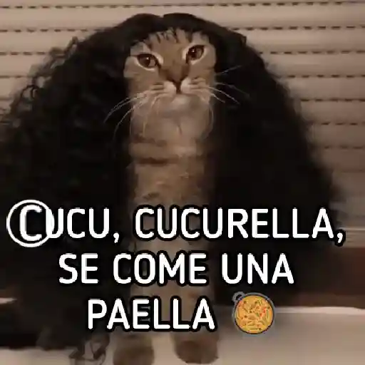 GATO 🐱 CUCURELLA 