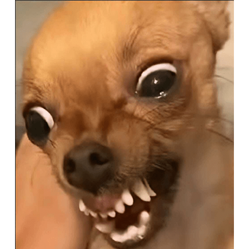🐕Funny Dogs/TikTok😂