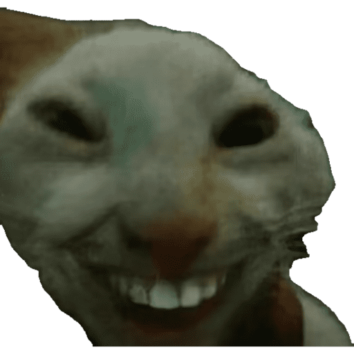 Hola gato