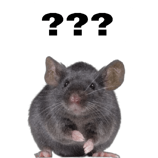 🤣🐀•RATITAS•🐀🤣 6