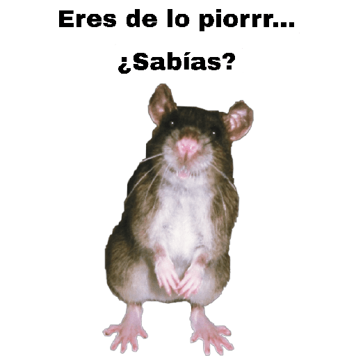 🤣🐀•RATITAS•🐀🤣 4