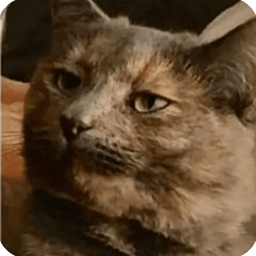 ANIMAIS ENGRAÇADOS 3