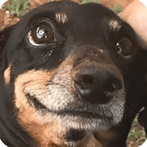 ANIMAIS ENGRAÇADOS 4