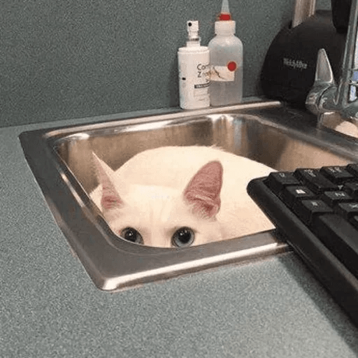 ANIMAIS ENGRAÇADOS 5