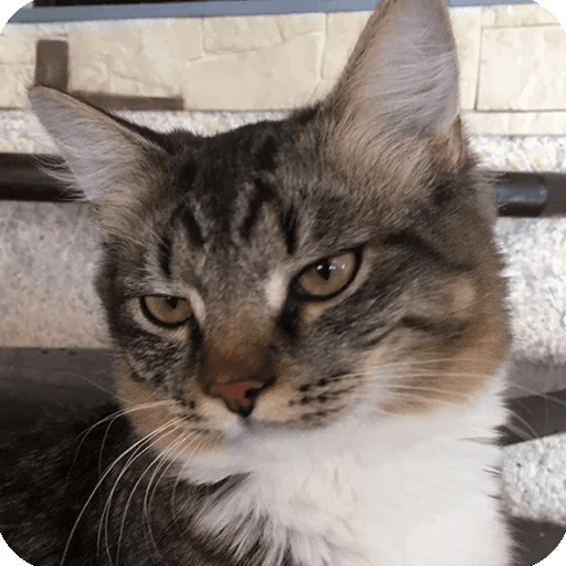ANIMAIS ENGRAÇADOS 6