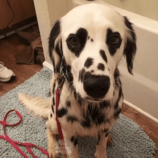 ANIMAIS ENGRAÇADOS 7