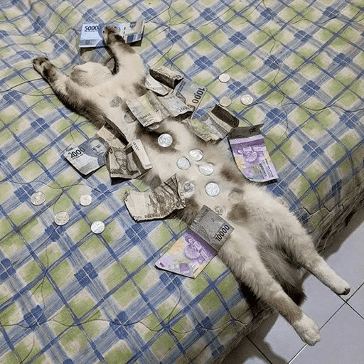 ANIMAIS ENGRAÇADOS 8