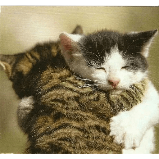 ANIMAIS ENGRAÇADOS 9