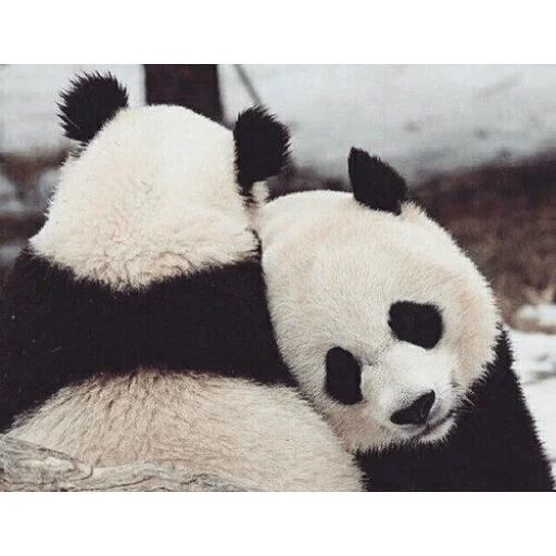 ANIMAIS ENGRAÇADOS 10