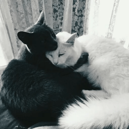ANIMAIS ENGRAÇADOS 12