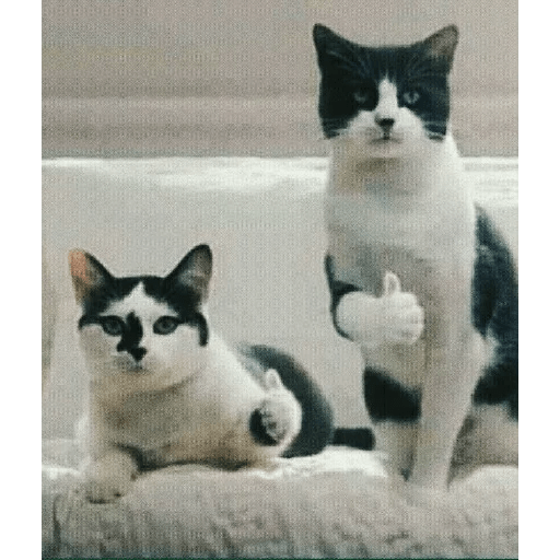 ANIMAIS ENGRAÇADOS 14